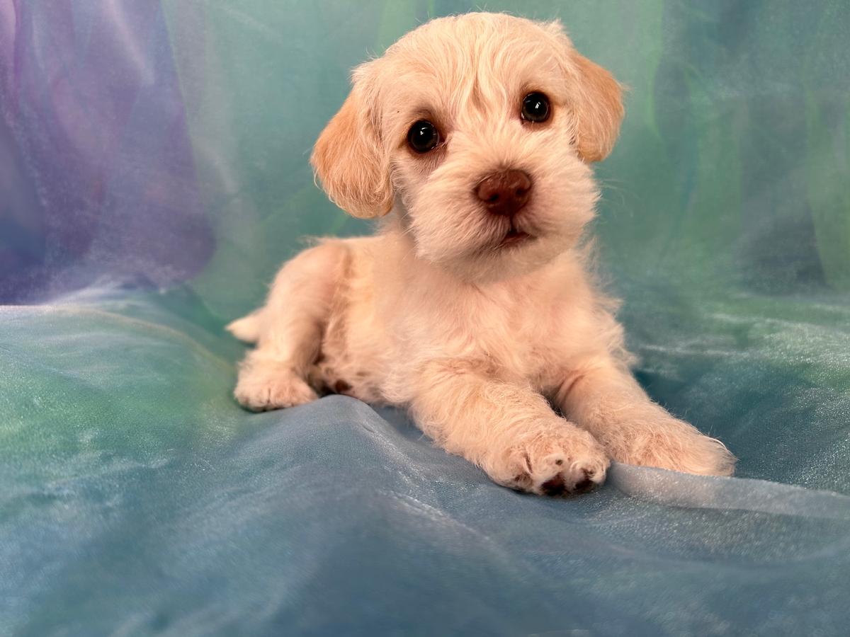 Male Schnoodle DOB 1-30-2023 $700 